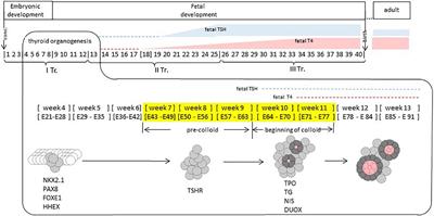 Transcriptomic Signature of Human Embryonic Thyroid Reveals Transition From Differentiation to Functional Maturation